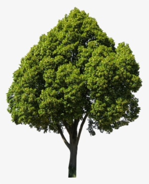 Baum Freigestellt