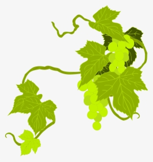 This Free Icons Png Design Of Grapes Illustration