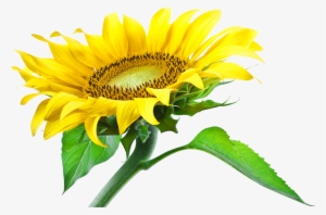 Sunflower Png Images Transparent Background Picture - Sunflower Leaf Png