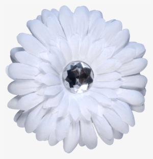 Barberton Daisy