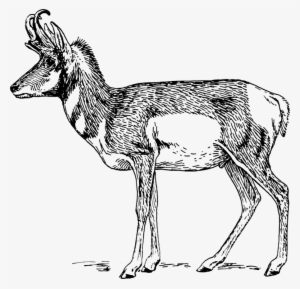 Pronghorn Antelope Gazelle Vertebrate Impala Free Commercial - Pronghorn Clipart