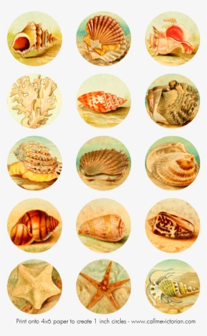 seashells digital collage sheet - digital collage png sheets
