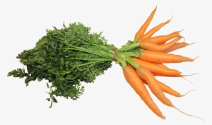 Vegetables Png Images - Fresh Carrot Png
