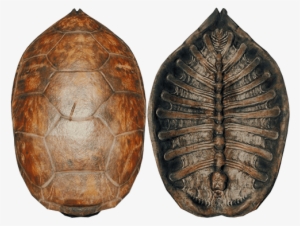 Turtle Shell Bottom