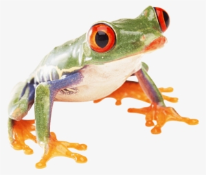 Free Png Frog Png Images Transparent - Frog Transparent Png Frog