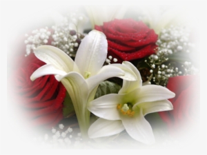 Redrose-whitelilly - Red And White Flower Png