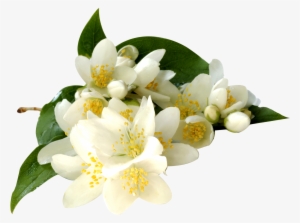 Transparent Flowers Jasmine - Free Jasmine Flower Png