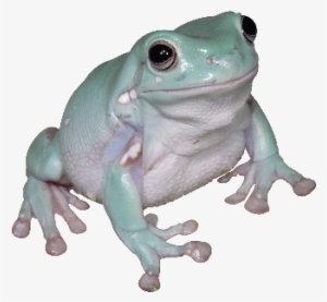 Tree Frog Png Clip Art Transparent Stock - Frog