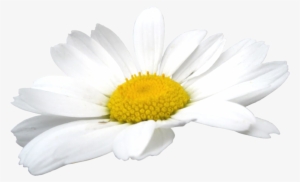 Camomile Flowers Png - Chamomile Flower Png