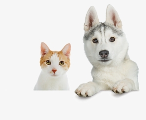Petsmart - Pet Adoption