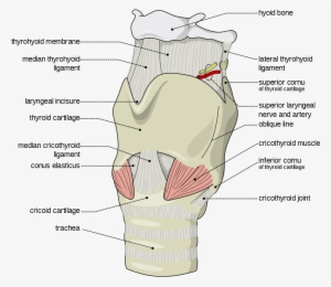 Width" - I - 796 - S - 6 - "height" - Inferior Cornu Of Thyroid Cartilage