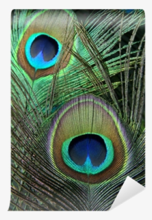 Free Single Peacock Feathers With Flute Png - Feathers Of Peacock