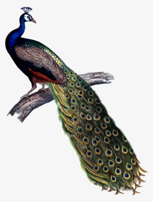 This Free Icons Png Design Of Indian Peacock