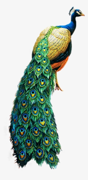 Peacock Images Hd Png