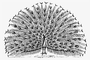 Peacock Psf Tidbits Freebie 2,976×2,031 Pixels Peacock - Peacock Open Feathers Drawing