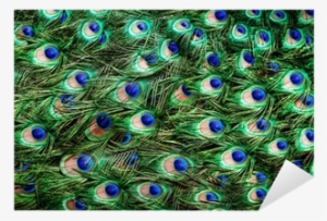 Colorful Peacock Feathers Background Sticker • Pixers