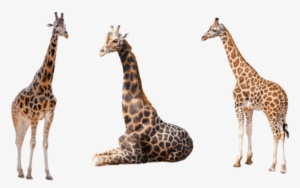 Free Png Giraffe Png Images Transparent - Animal With White Background