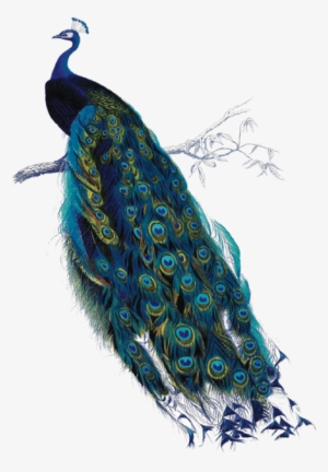 Peacock-a4 - Art On Transparent Exam Pad