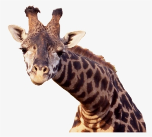 Giraffe Png