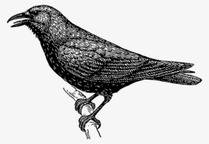 Drawing Bird Branch Crow Wings Tail Feathers - Black And White Image Of Crow