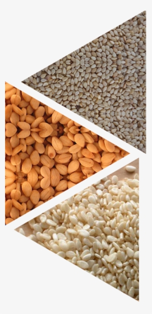 White/brown/black Sesame Seed - Hulled Sesame Seeds
