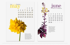 Calendar Design, May And June Monthly Pages - Tagetes Patula