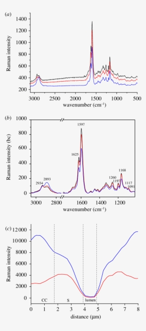 Average Raman Spectra Of The Cell Corner (cc, Black - Diagram