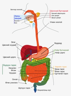 Digestive System Diagram Mn - Difference Between Esophagus And Oesophagus