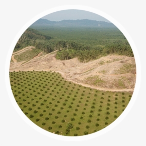 Palm Oil Deforestation - Hill