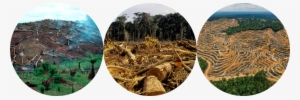 Déforestation Massive - Deforestation By Richard Spilsbury