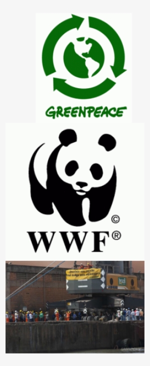 Some Of The Organisations Trying To Fight The Deforestation - Greenpeace Story By Brown Michael; May...