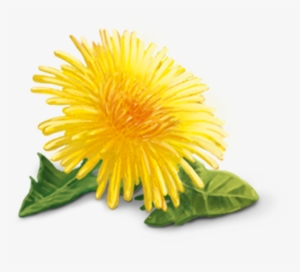 Yellow Dandelion Png Hd - Yogi Tea Duo Detox & Green Energy (biologisch)