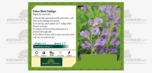 False Blue Indigo, Blue Wild Indigo, Wild Blue Indigo, - Strutters Ball Daylily