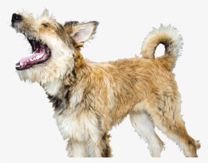 Dog Yawns