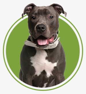 A Better Dog - Kansas City