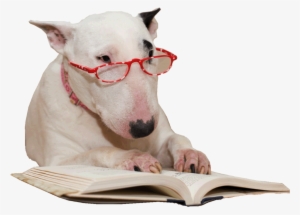 Have You Ever Wondered Why Your Dog Deems Jumping His - Bull Terrier Reading