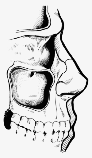 The Human Maxillary Sinus Cavity - Illustration