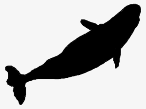 Make A Silhouette - Silhouette Of A Beluga Whale