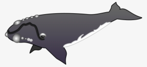 Whale - Right Whale Clip Art