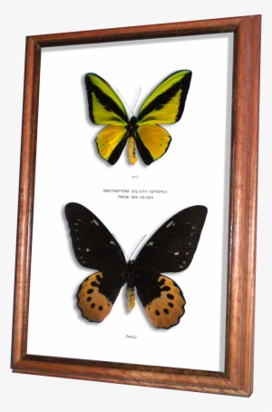 Wildwood Insects Framed Goliath Supremus Birdwing Butterfly - Male And Female Ornithoptera Goliath