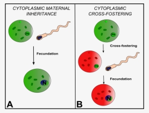 Mitochondrial Inheritance Visibly And Statistically - Cytoplasmic Inheritance And Maternal Effects