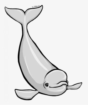 Beluga Clipart