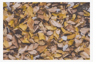 Fall-background - Fallen Leaves