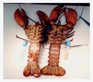 Two Diseased Lobsters - American Lobster