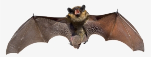 bats animal
