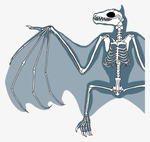 Bat Skeleton Diagram © Kelly Coleman - Anatomia De Un Zorro Volador