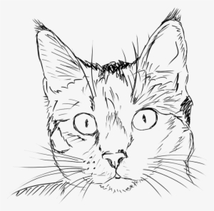 Free Photo Feline Portrait Cat Black And White Kitten - Cat Face Line Drawing