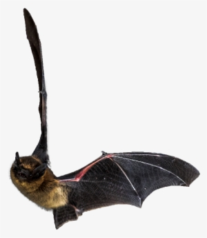 Flying Bat - Dy Toys Flying Bat With Flapping Wings By Dy