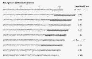 Sequences Of The Yeast Poli Terminator And The Lac - Nucleic Acid Sequence