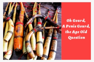 Oh Gourd, A Penis Gourd, The Age Old Question - Koteka